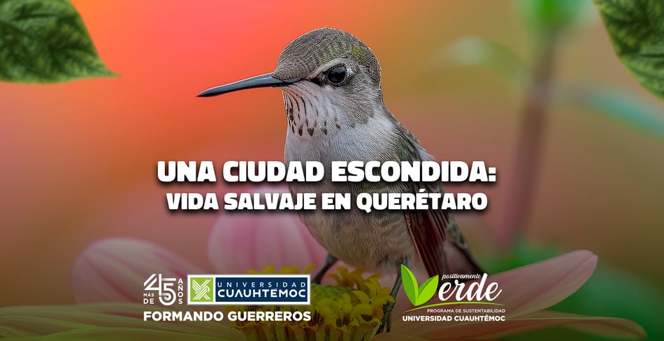 Una ciudad escondida: Vida salvaje en Querétaro